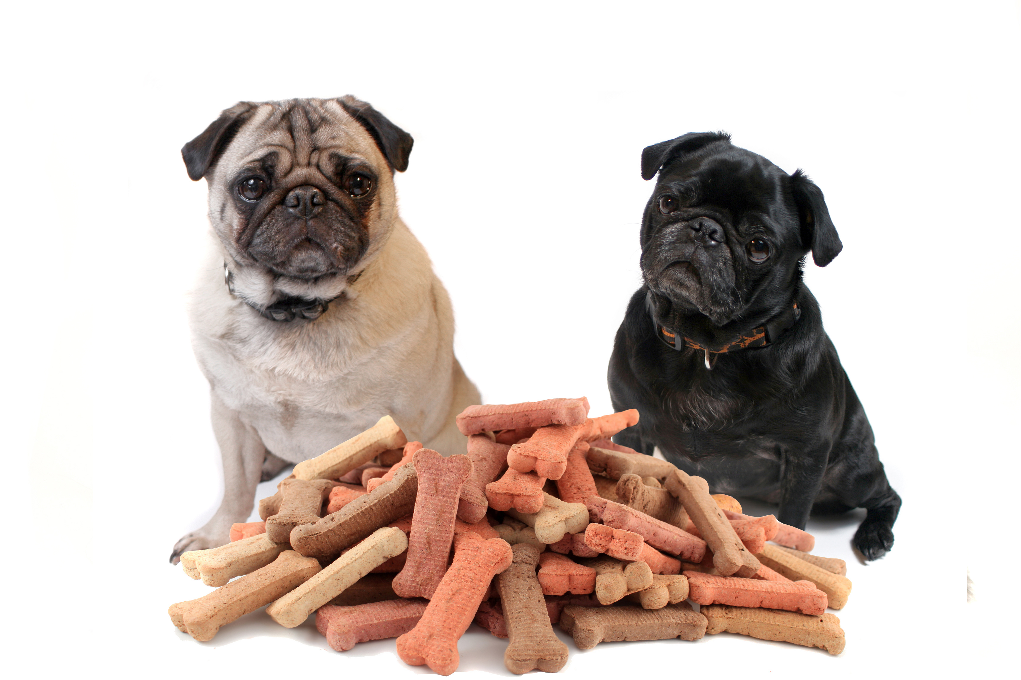 Two cute pugs sitting behind bone shaped dog treats or biscuits on a white background