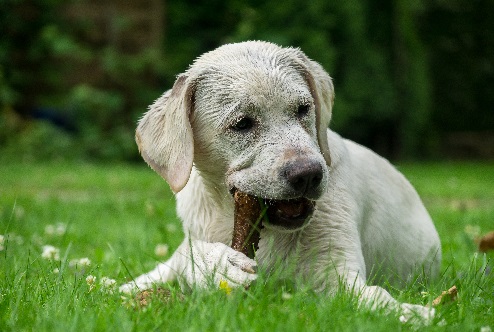 Rawhide bully hot sale sticks